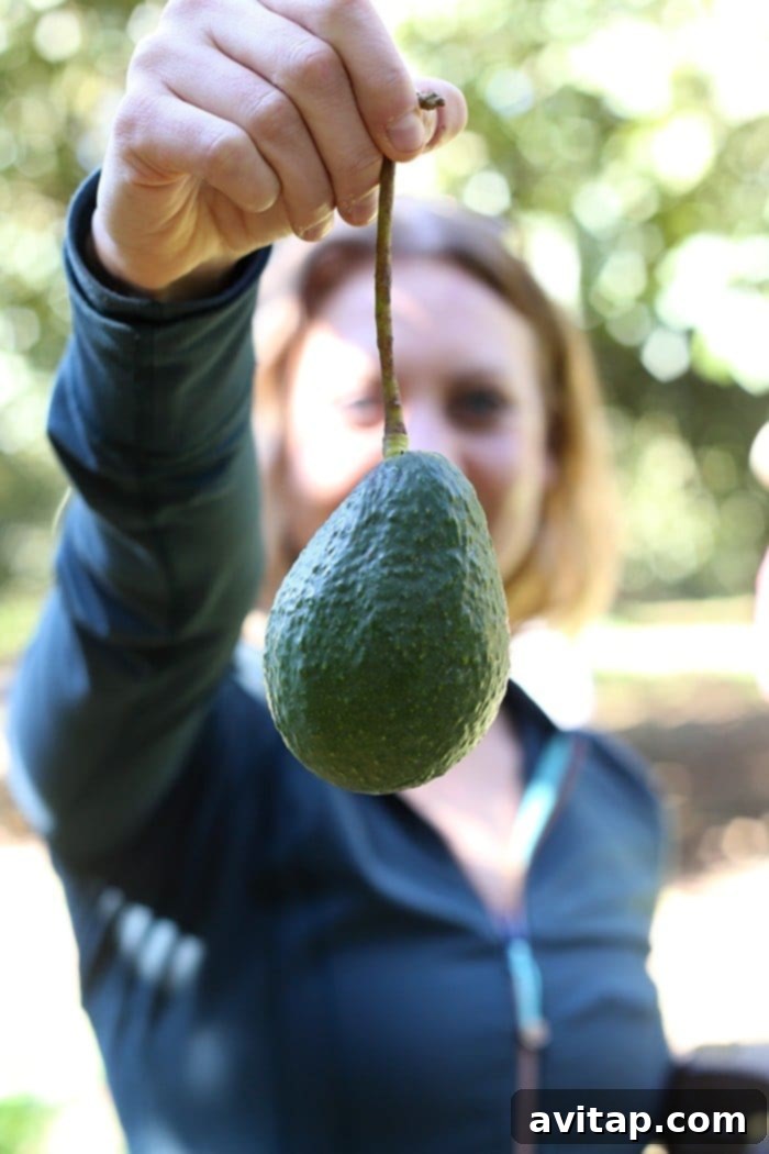 Avocado Farm Tour in Michoacán, Mexico