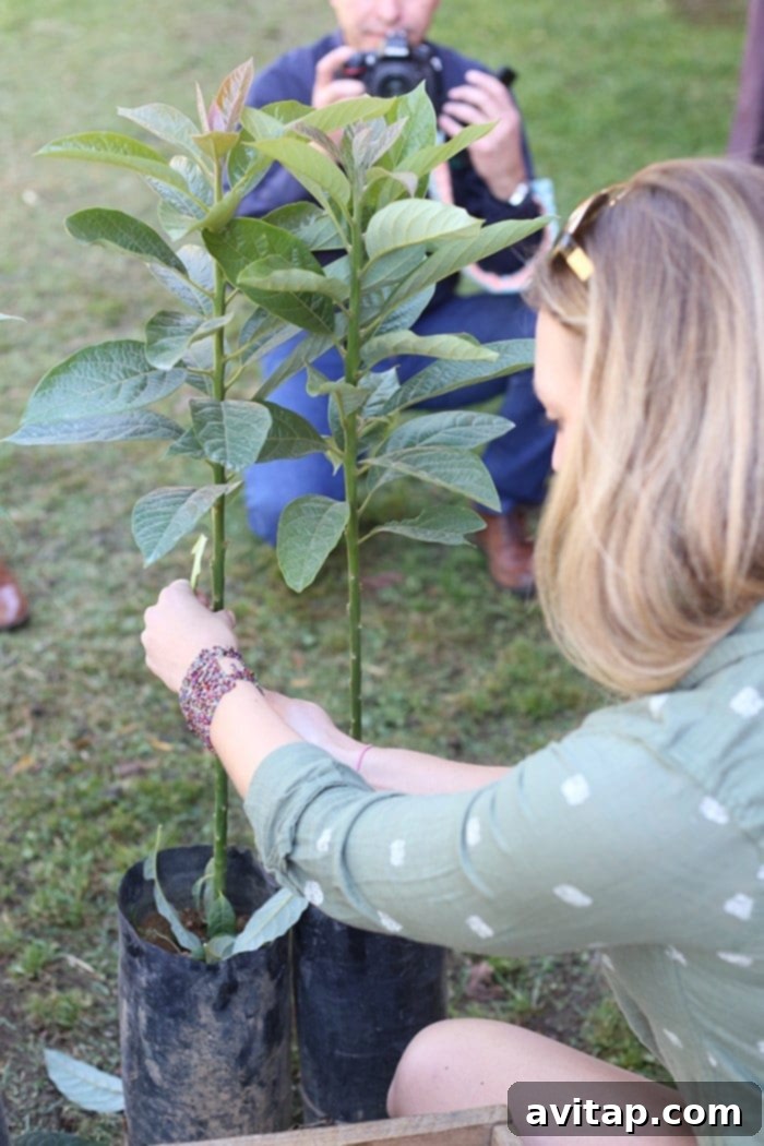 Avocado Nursery and Grafting Process