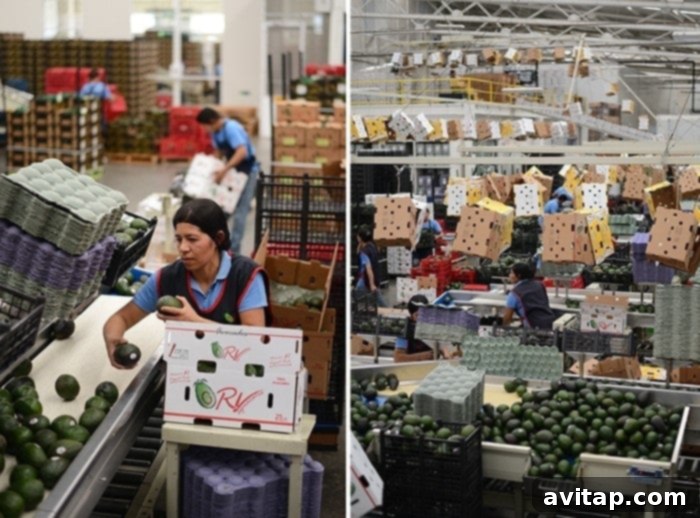 Avocado Packing Plant in Mexico