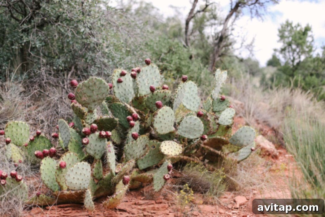 Panoramic shot of the stunning Arizona desert landscape surrounding the Soldier Pass area.