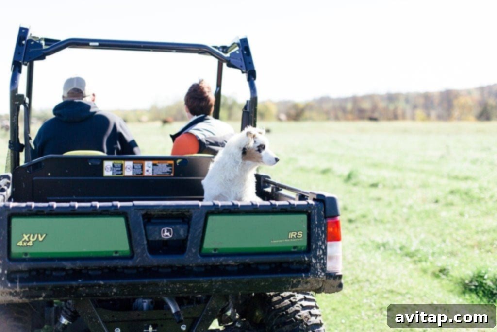 A farmer affectionately pats a happy cow's head, highlighting the bond between the farmers and their animals on a grass-fed Organic Valley farm.