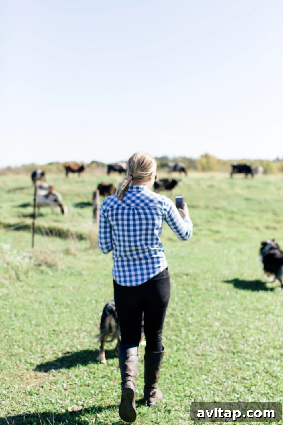 A happy heifer grazing peacefully in a sunlit pasture, embodying the vitality and natural conditions on an Organic Valley farm.