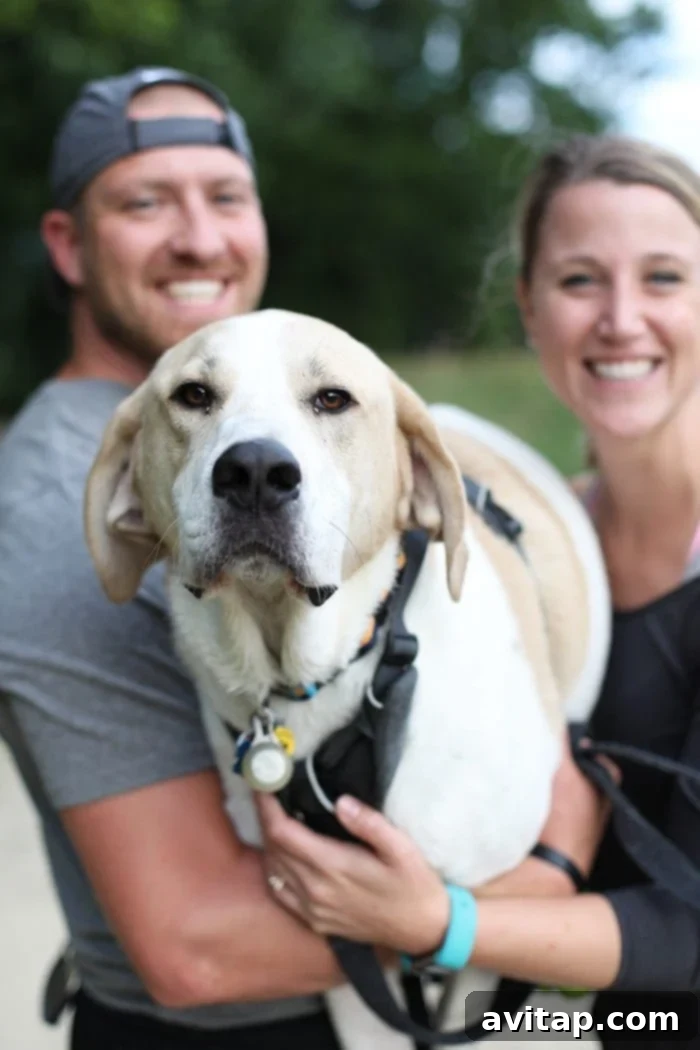 Thor, a large and friendly Lab-Hound-Great Dane mix dog, standing tall and looking curiously at the camera.