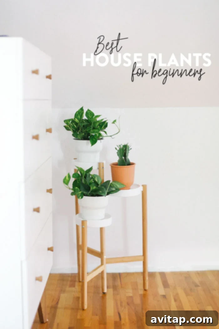Best house plants for beginners, a vibrant collection of easy-care houseplants