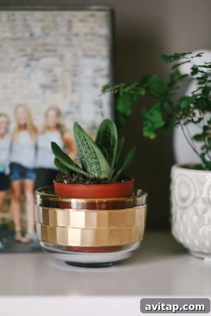 Various succulents in different pots, showcasing their beauty and variety