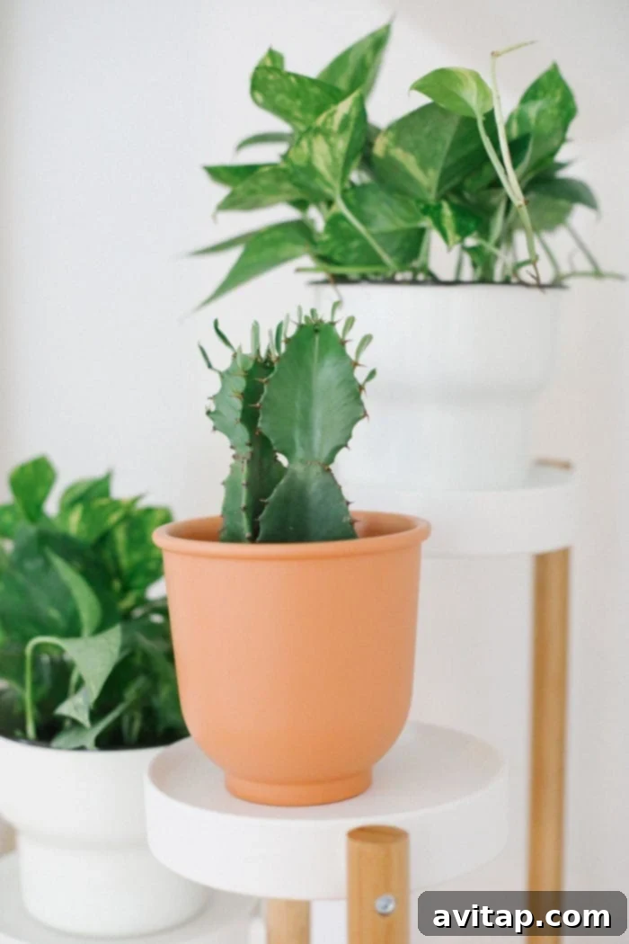 A small potted cactus, a low-maintenance houseplant