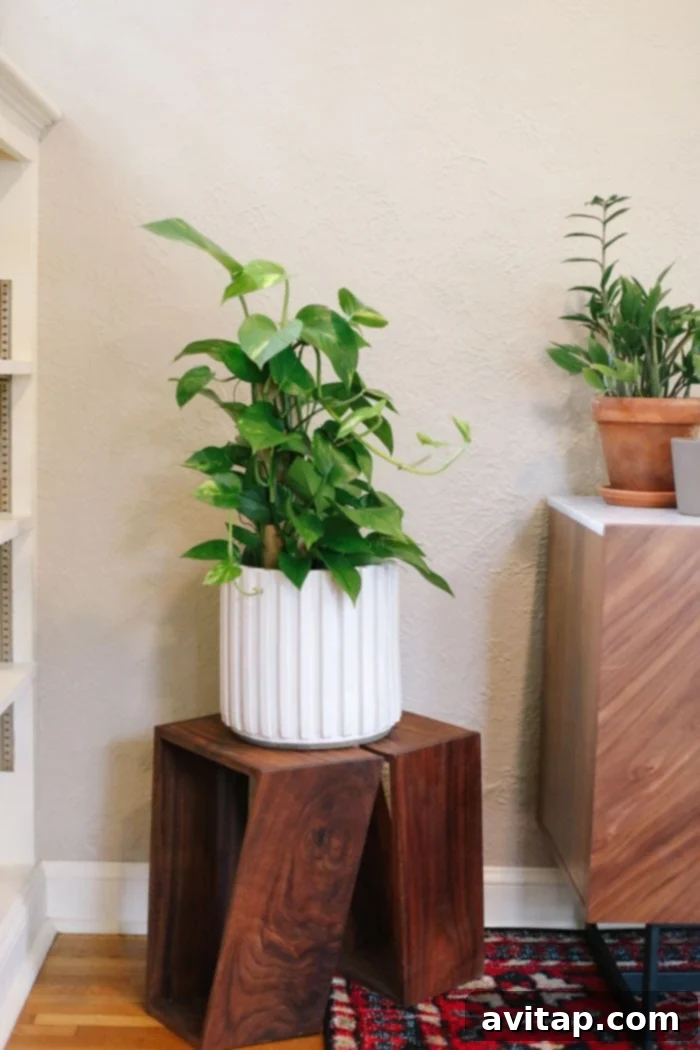 Pathos Plant with long, trailing vines, ideal for indoor decoration