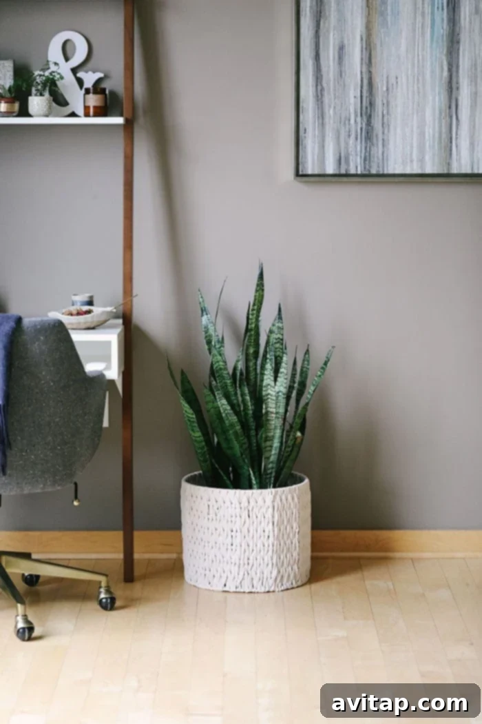 Snake Plant with tall, upright, variegated leaves, known for air purification