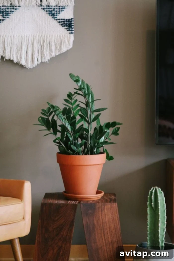 ZZ Plant with glossy, dark green leaves, a low-maintenance houseplant