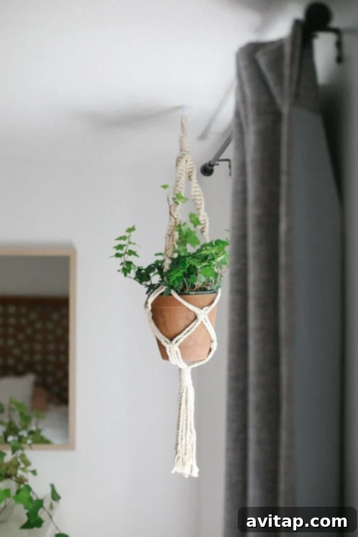 Trailing Ivy plant, a classic indoor plant with drapey leaves