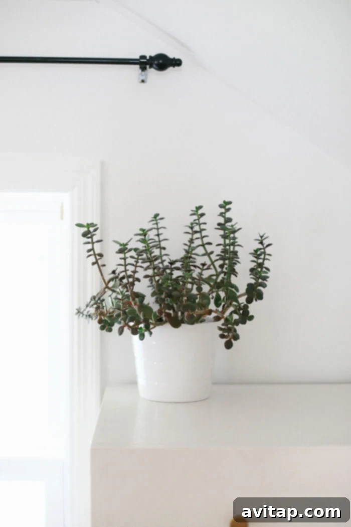 Jade Plant with thick stems and glossy green leaves, a resilient houseplant
