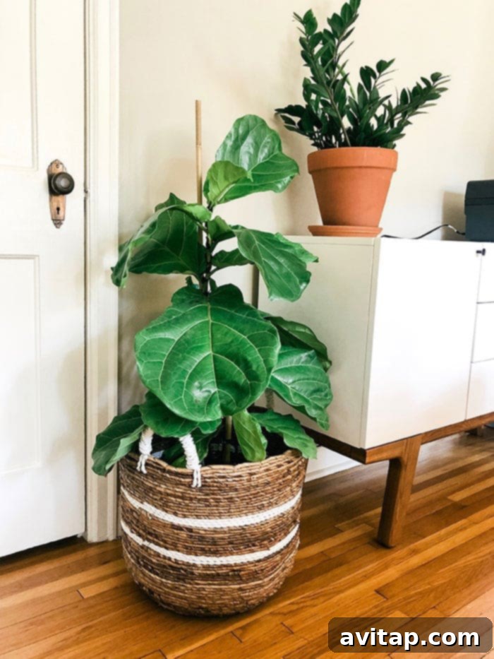 Beautiful Fiddle Leaf Fig tree thriving indoors, an affordable plant purchase from Amazon.