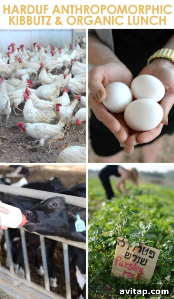 organic farm israel