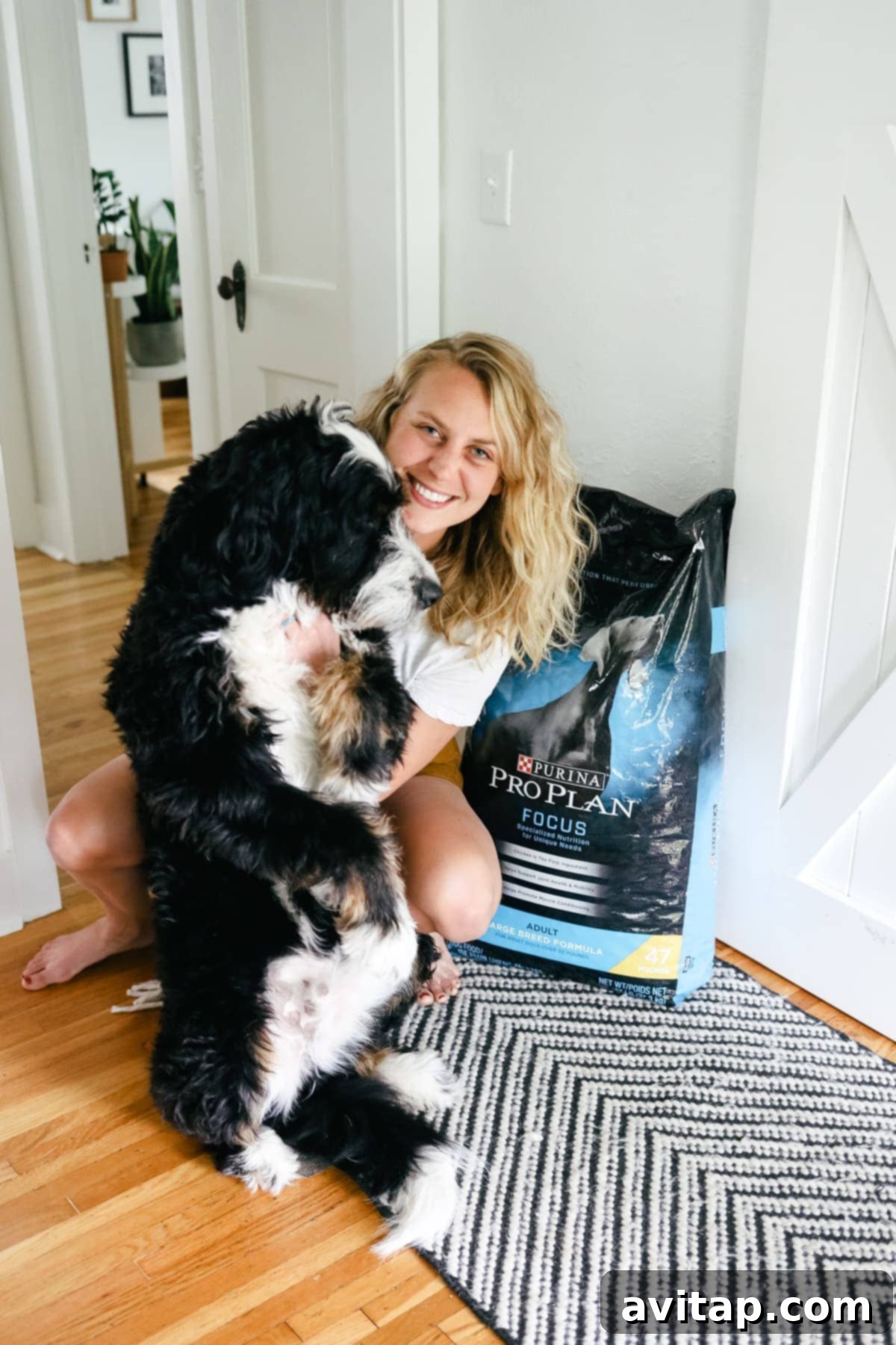 A Bernedoodle sitting attentively, showcasing a healthy and happy demeanor.
