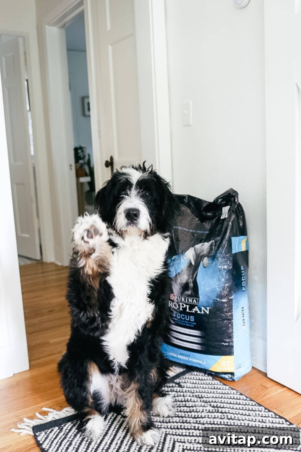 A close-up shot of dog food kibble in a bowl, with a blurry background of a happy dog.