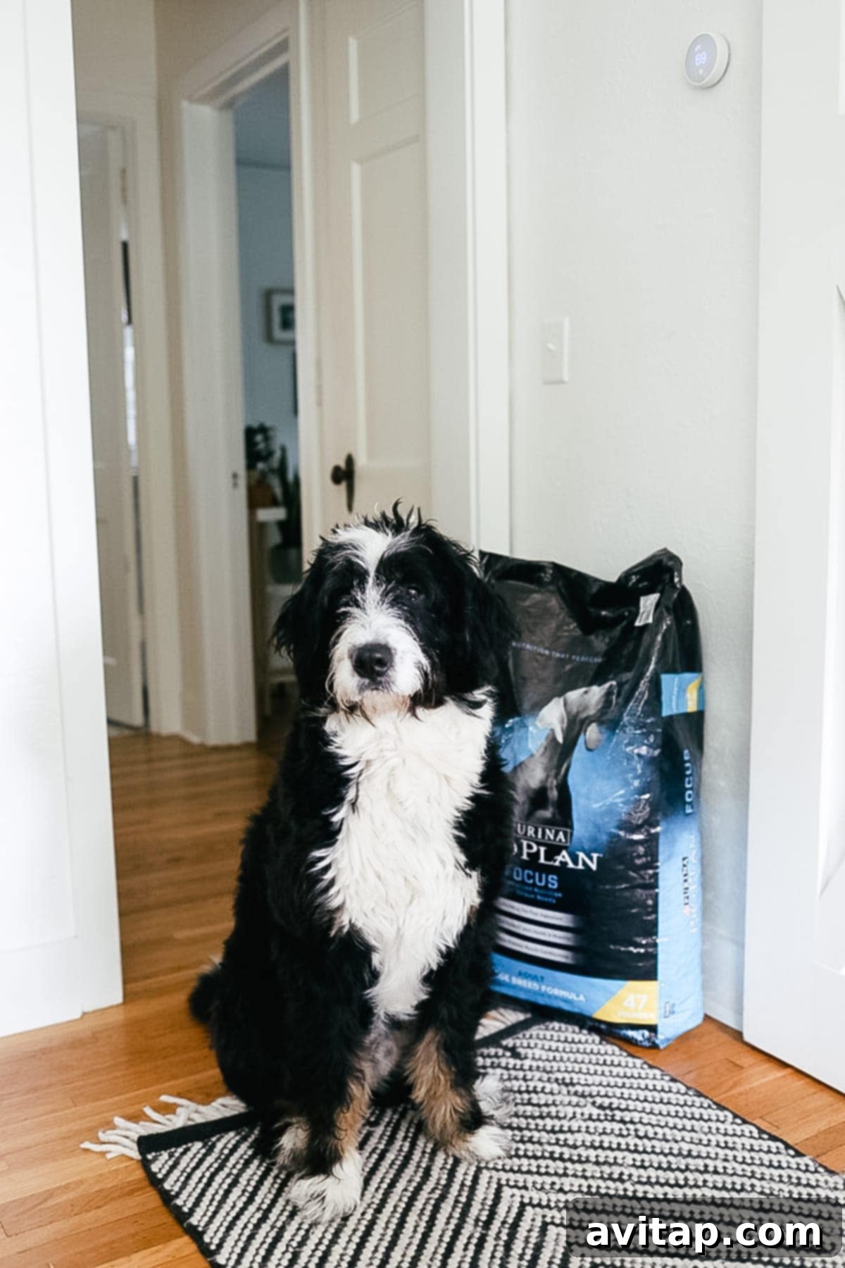 A veterinarian consulting with a dog owner, emphasizing a healthy diet.