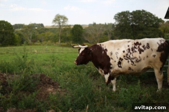 A picturesque view of cows grazing peacefully near the outdoor dining area of A to Z Pizza Farm, highlighting the authentic farm experience for visitors from the Twin Cities.