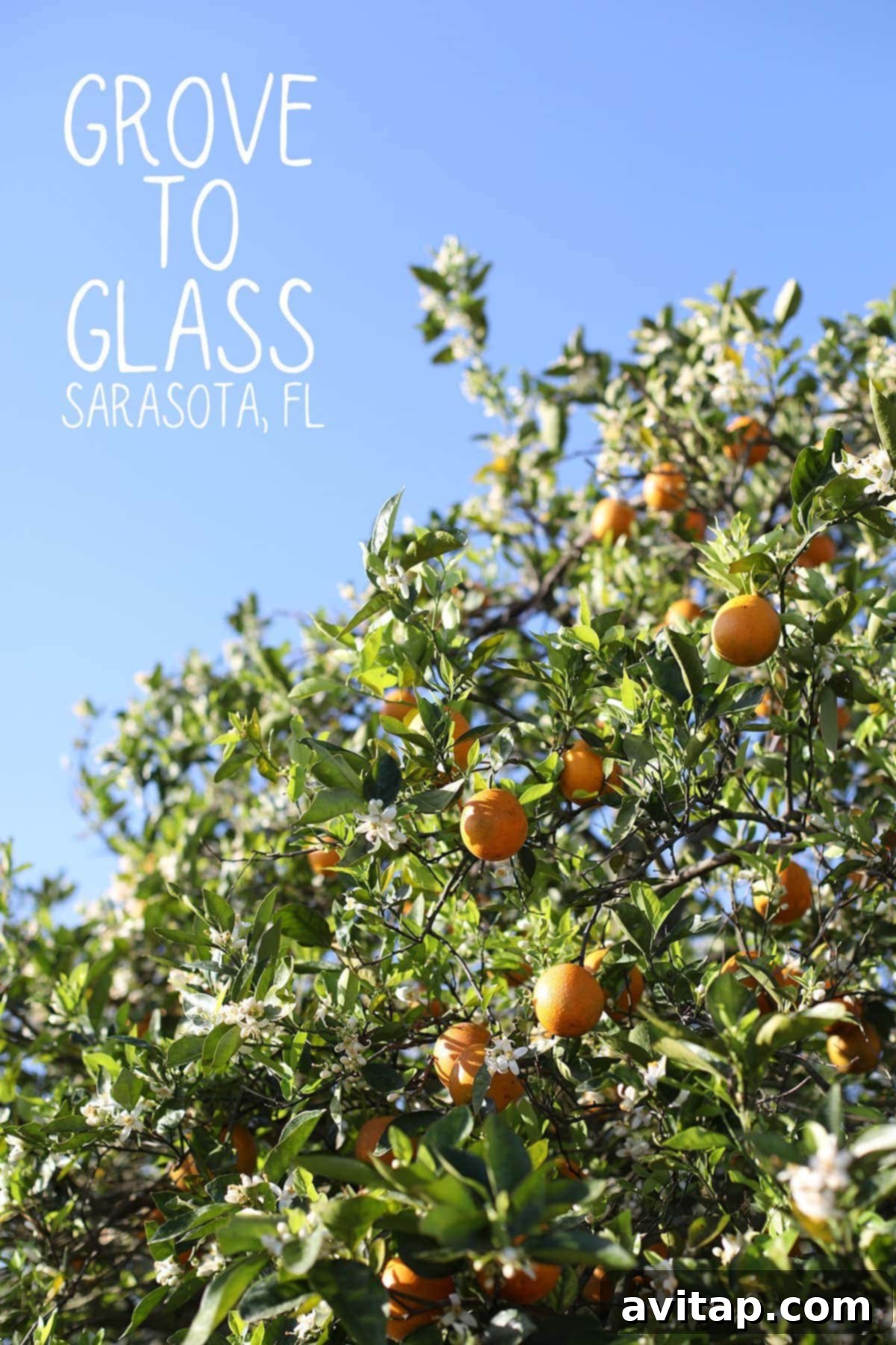 Recapping my tour with Tropicana on how oranges go from a whole fruit to juice, from the grove to glass in Sarasota, Florida.