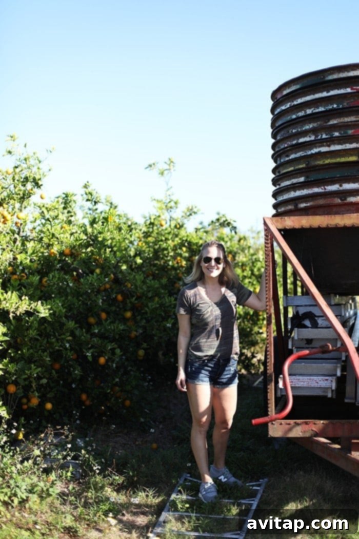 Farmers working diligently in the vast orange groves supplying Tropicana.