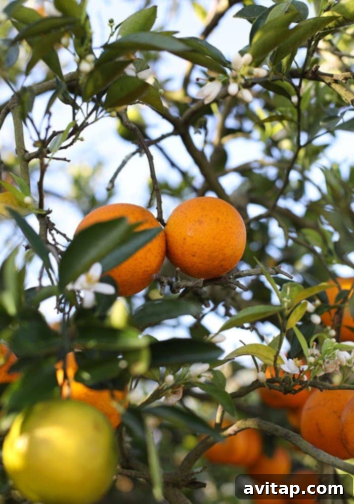 Freshly harvested Florida oranges ready for Tropicana's pure orange juice production.