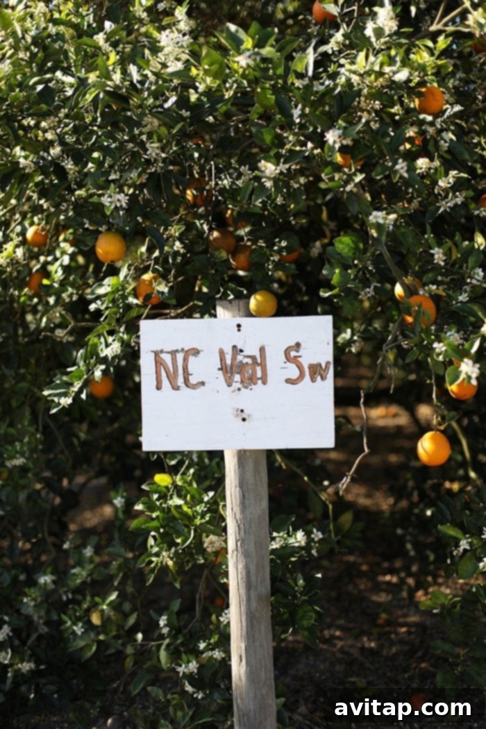 Tropicana's dedication to quality: oranges carefully selected and harvested from the grove.