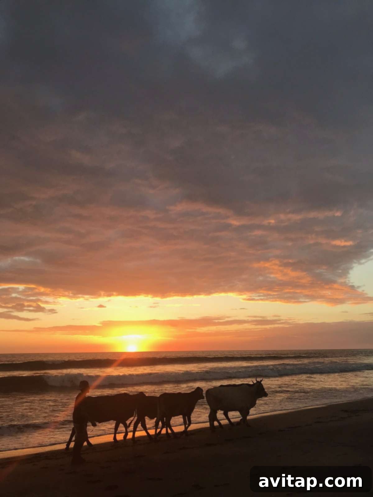 Cows grazing peacefully on a scenic beach in Nicaragua, highlighting the serene beauty ideal for a surf and yoga retreat.