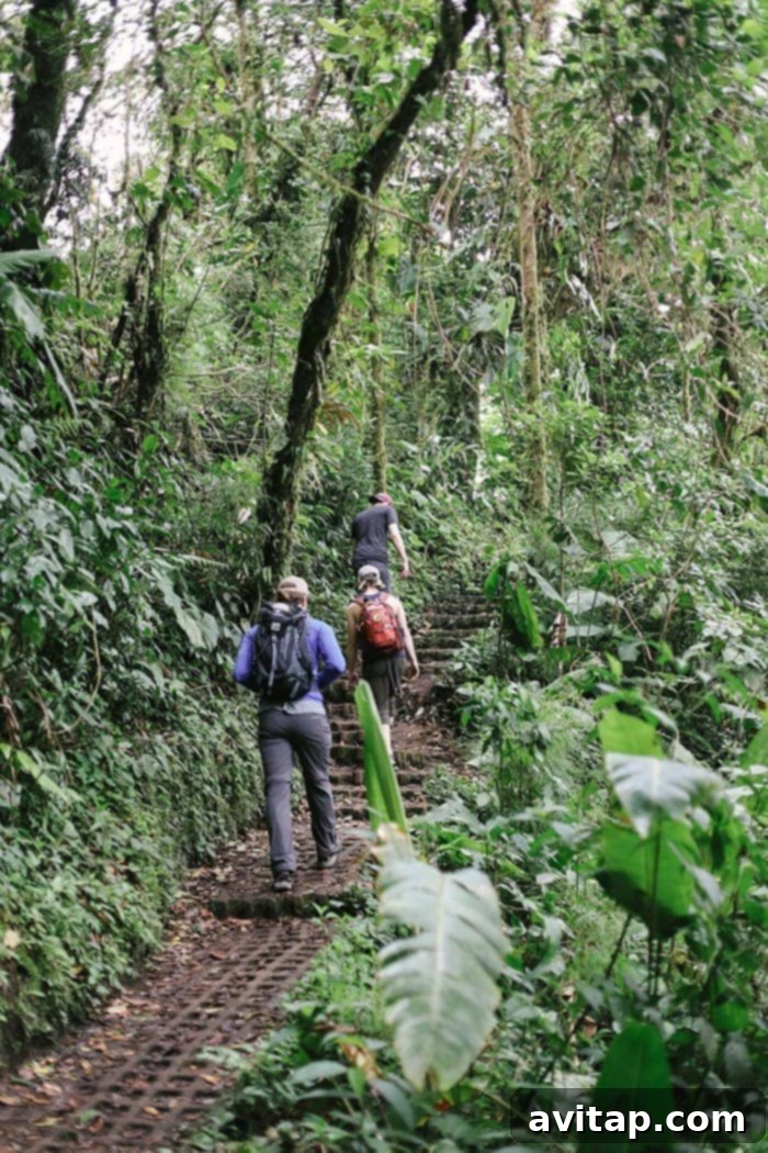 Dense, moss-covered trees and rich vegetation in the Monteverde Cloud Forest