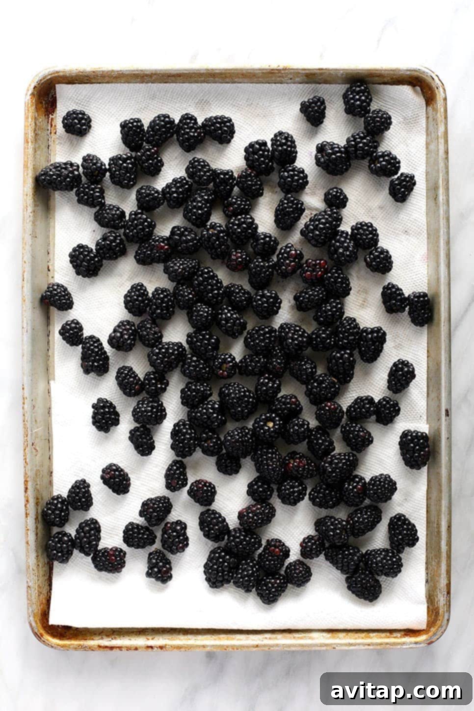 Blackberries laid out on a baking sheet and paper towel for drying before freezing.