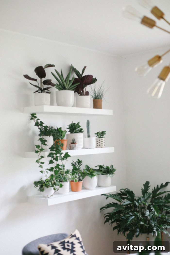 How to Build a Beautiful Indoor Living Plant Wall - Step-by-Step Guide Close-up of a vibrant indoor plant wall showing various potted plants on white floating shelves.