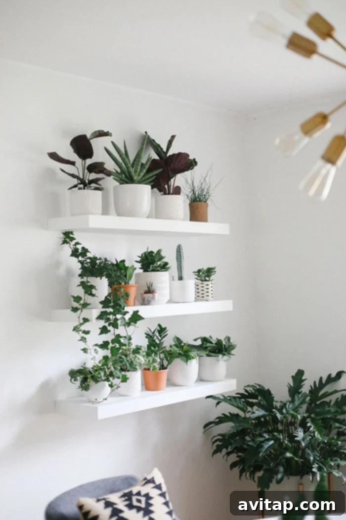 DIY Home Plant Wall Installation Guide Plant Wall for Home Decor