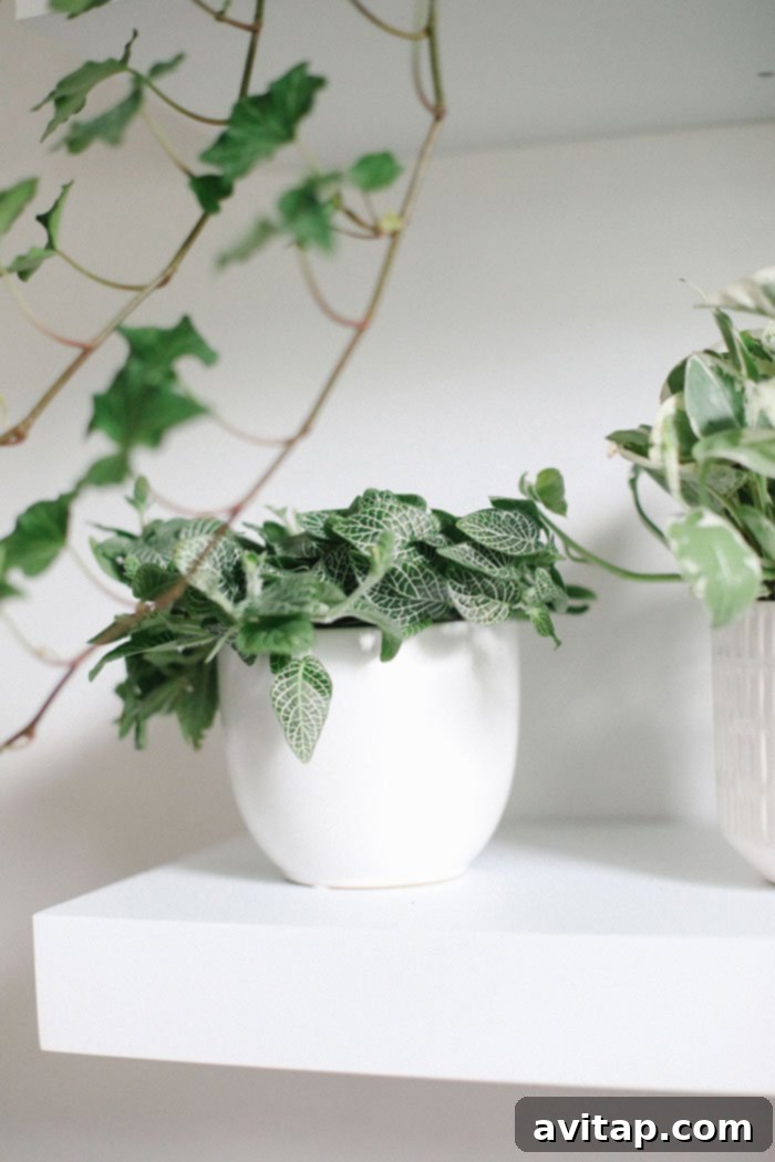 Pothos Plant on a Vertical Garden Shelf Lush green Pothos plant trailing down a white shelf in an indoor plant wall.