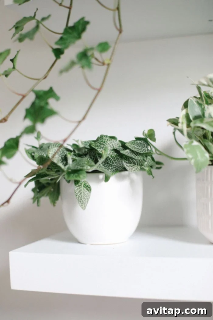 Top Plants for Indoor Living Walls Lush Green Plant Wall