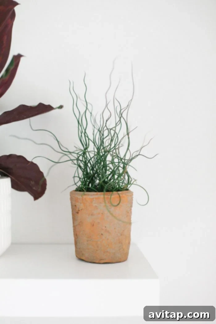Textural Plants for Vertical Gardens Corkscrew Rush on Plant Wall