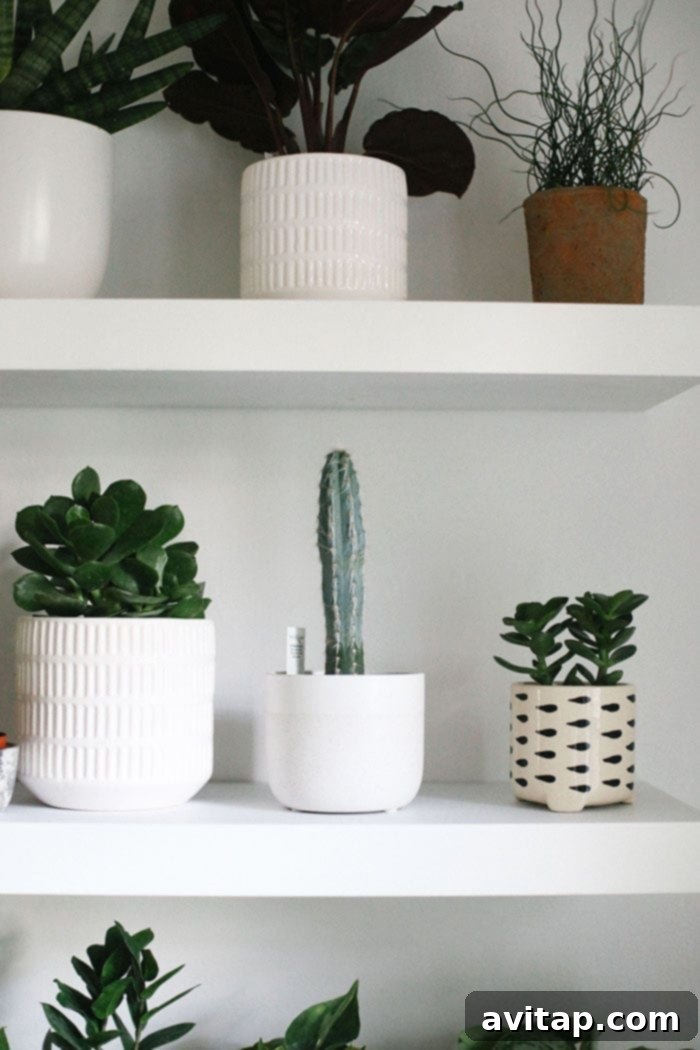 Cacti and Succulents on a Plant Wall Shelf Variety of small cacti and succulents in decorative pots on a white shelf, part of an indoor plant wall.