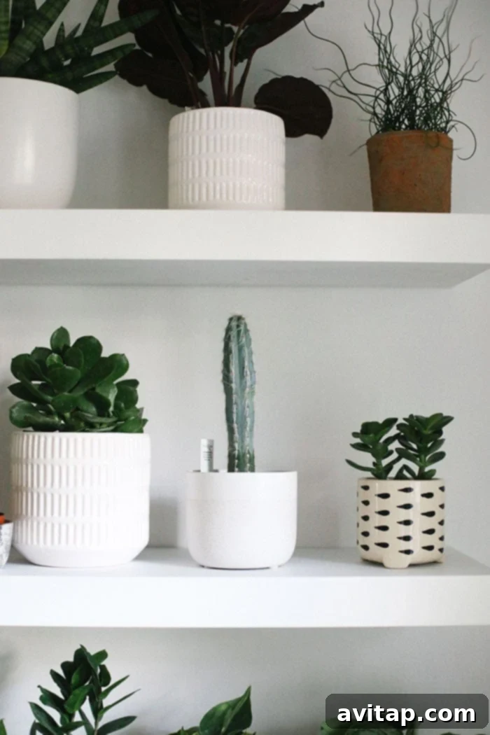 Care Tips for Cacti on Indoor Walls Cacti and Succulents on Plant Wall