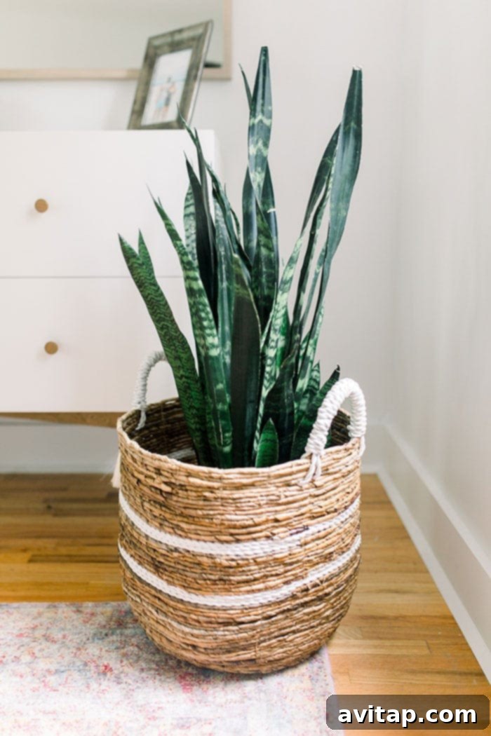 A large plant in a decorative basket, adding a touch of nature and greenery to a bright room.