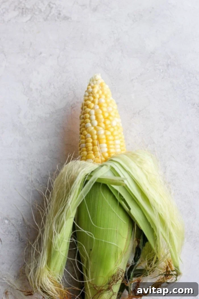Half-shucked ear of fresh corn, ready for grilling.