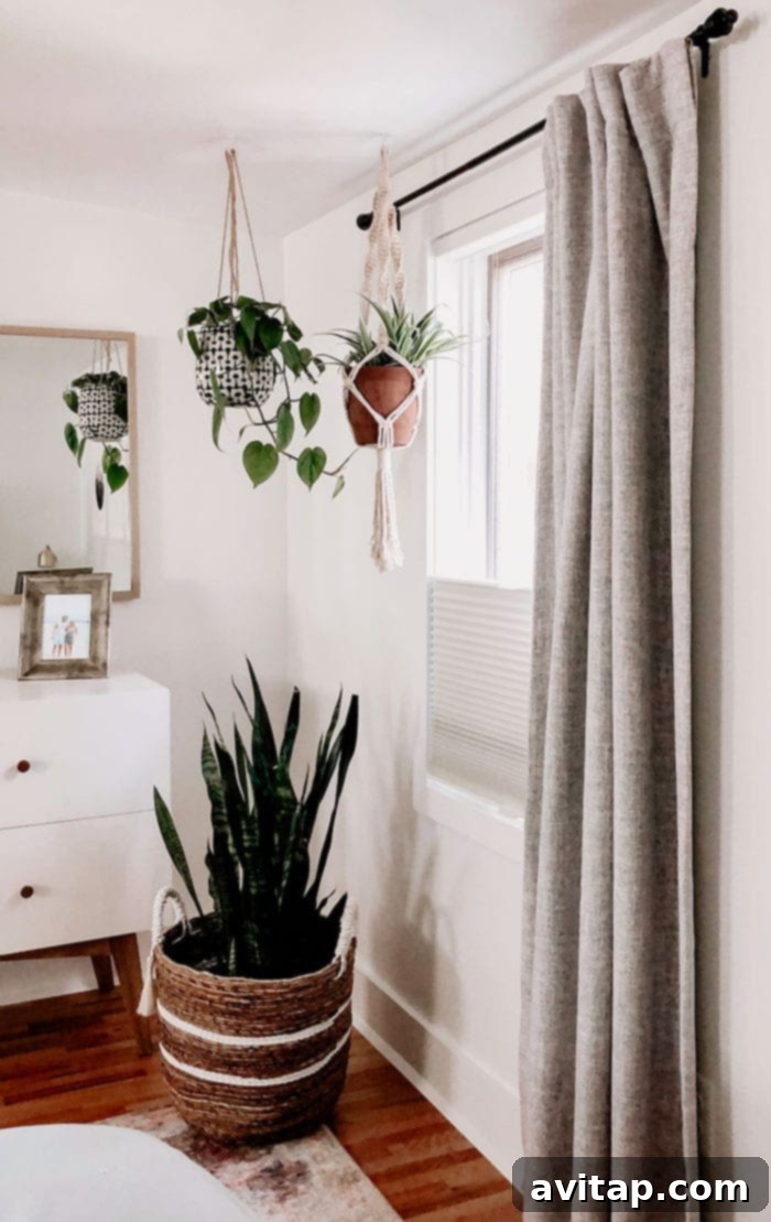 Interior shot of a living space with hanging plants near a window, featuring new custom honeycomb shades that provide soft, diffused light.